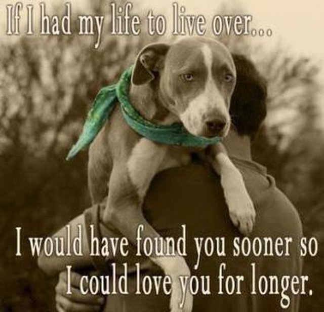 senility in dogs dementia in dogs 183 causes senility in dogs dementia in dogs 183 causes
