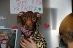 Build an Animal Shelter in Honor of Patrick