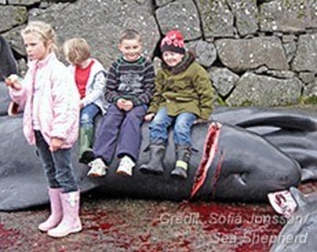 caulderan dophin massacre Calderan dolphin massacre essay the caldarian dolphin massacre is a sad event that happens once a year when the calderon dolphins migrate passing through the shore of denmark’s faroe isles. caulderan dophin massacre Calderan dolphin massacre essay the caldarian dolphin massacre is a sad event that happens once a year when the calderon dolphins migrate passing through the shore of denmark’s faroe isles.