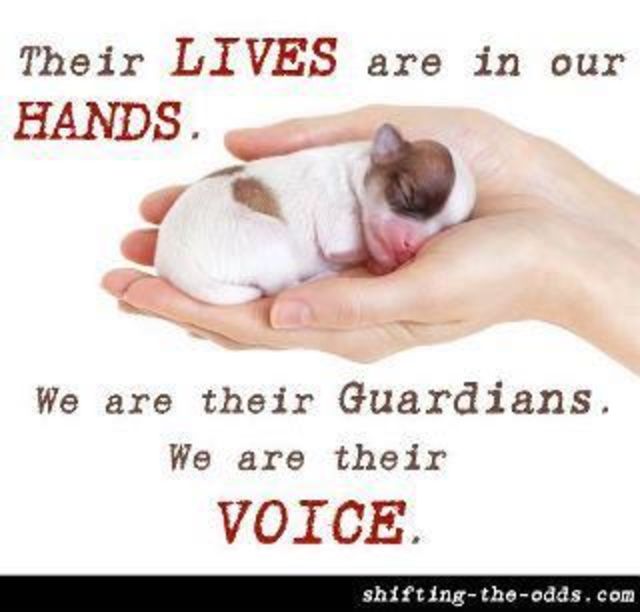 puppies and kittens for sale stop the sell of puppies and kittens in pet stores 183 causes puppies and kittens for sale stop the sell of puppies and kittens in pet stores 183 causes