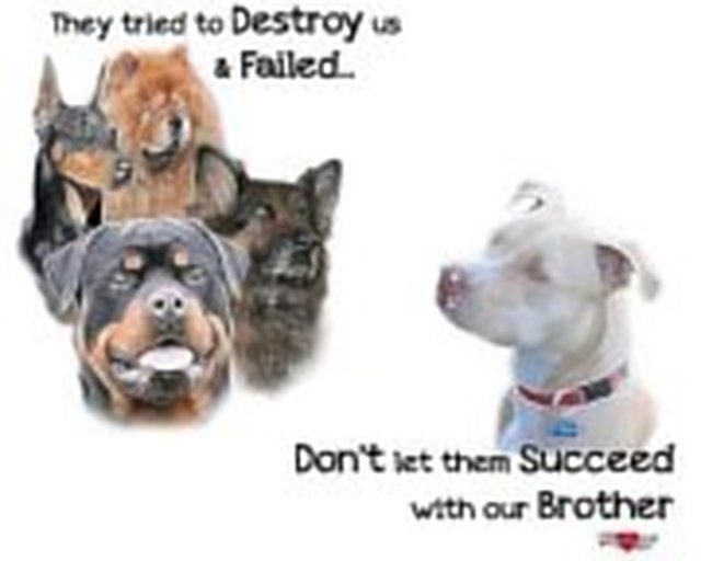 Stop Dog Breed Discrimination Stop Dog Breed Discrimination